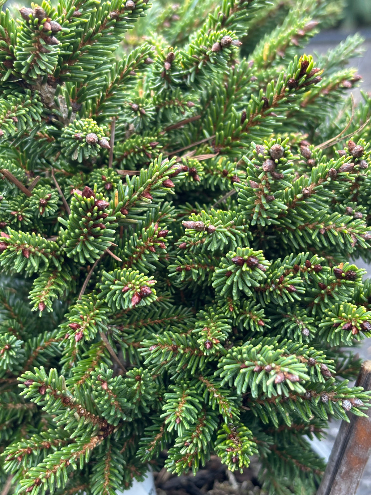 Picea orientalis ‘Mount Vernon’