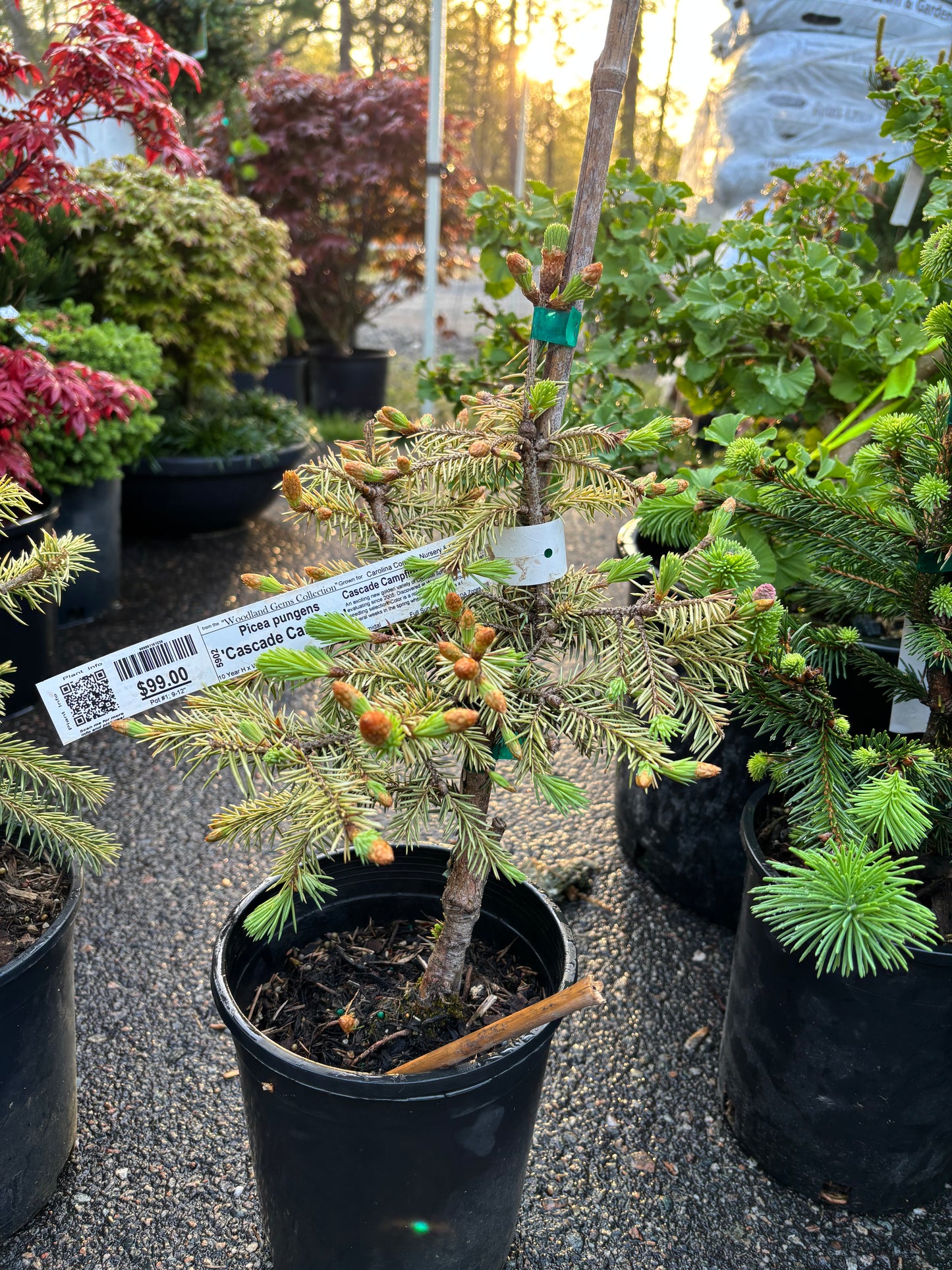 Picea pungens ‘Cascade Campfire’