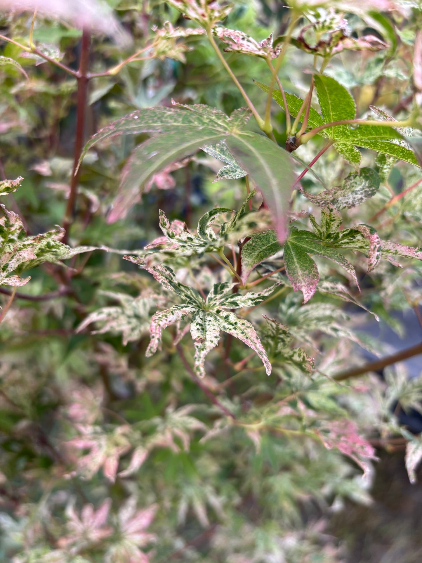 Acer Palmatum 'Ukigumo'