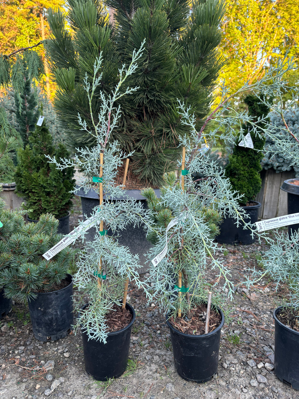 Blue Ice Arizona Cypress