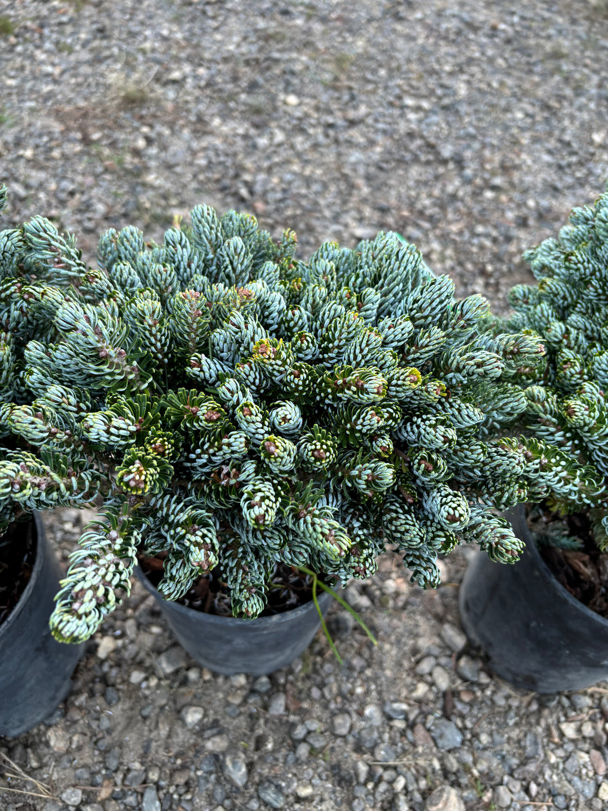 Abies koreana ‘Kohout’s Ice Breaker’
