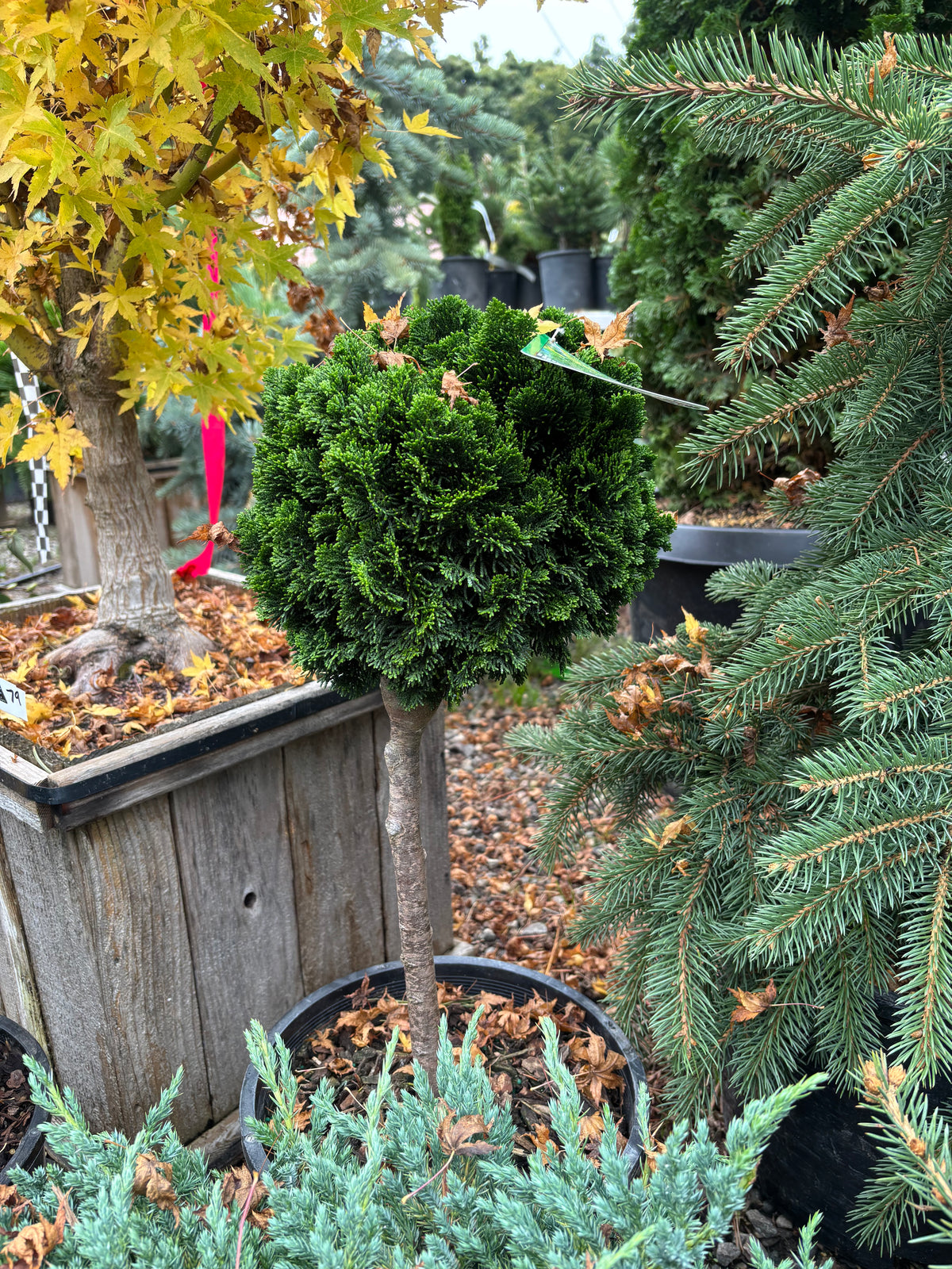 Chamaecyparis obtusa ‘Nana’