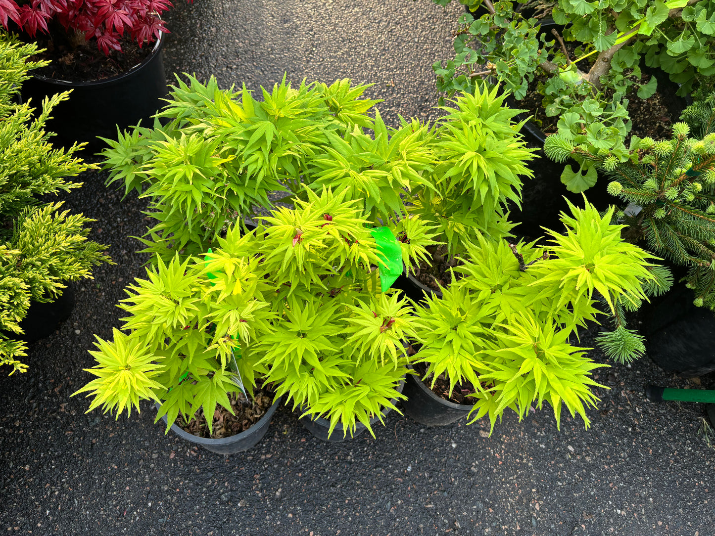 Acer Palmatum 'Mikawa Yatsubusa'