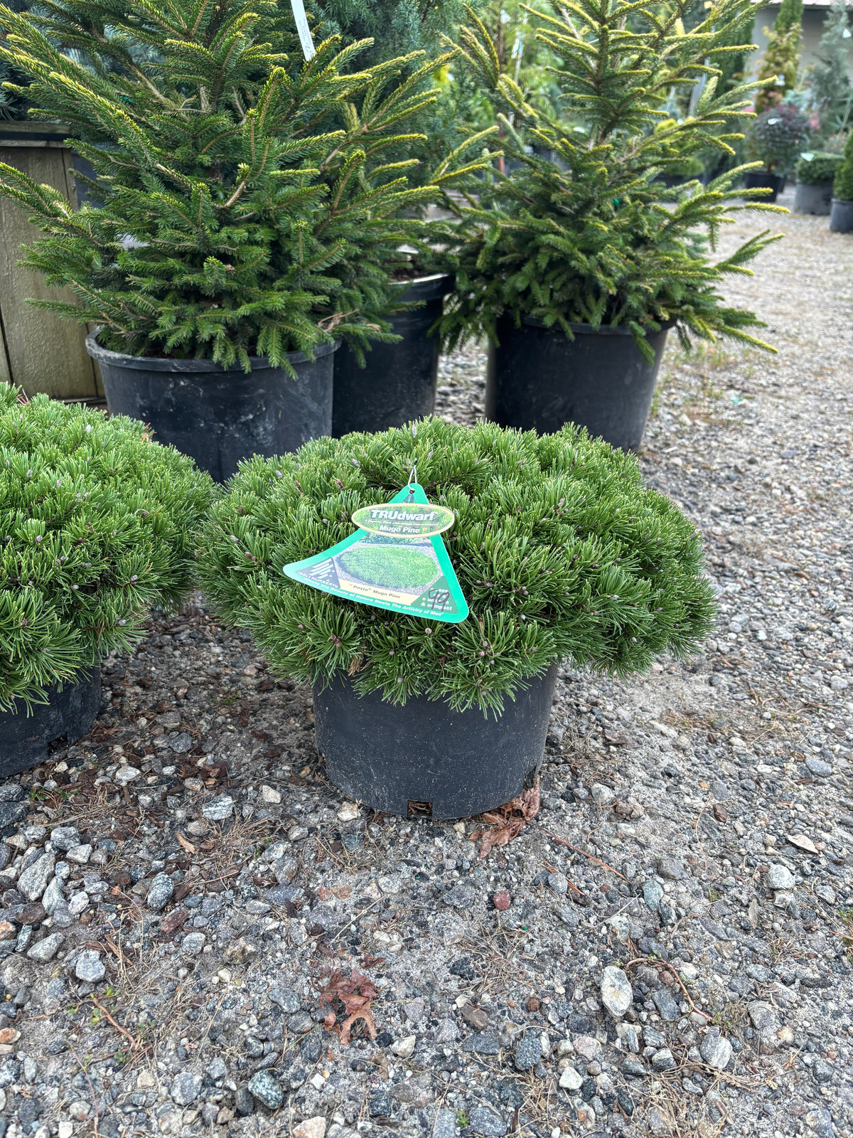 Pinus mugo Pesto®