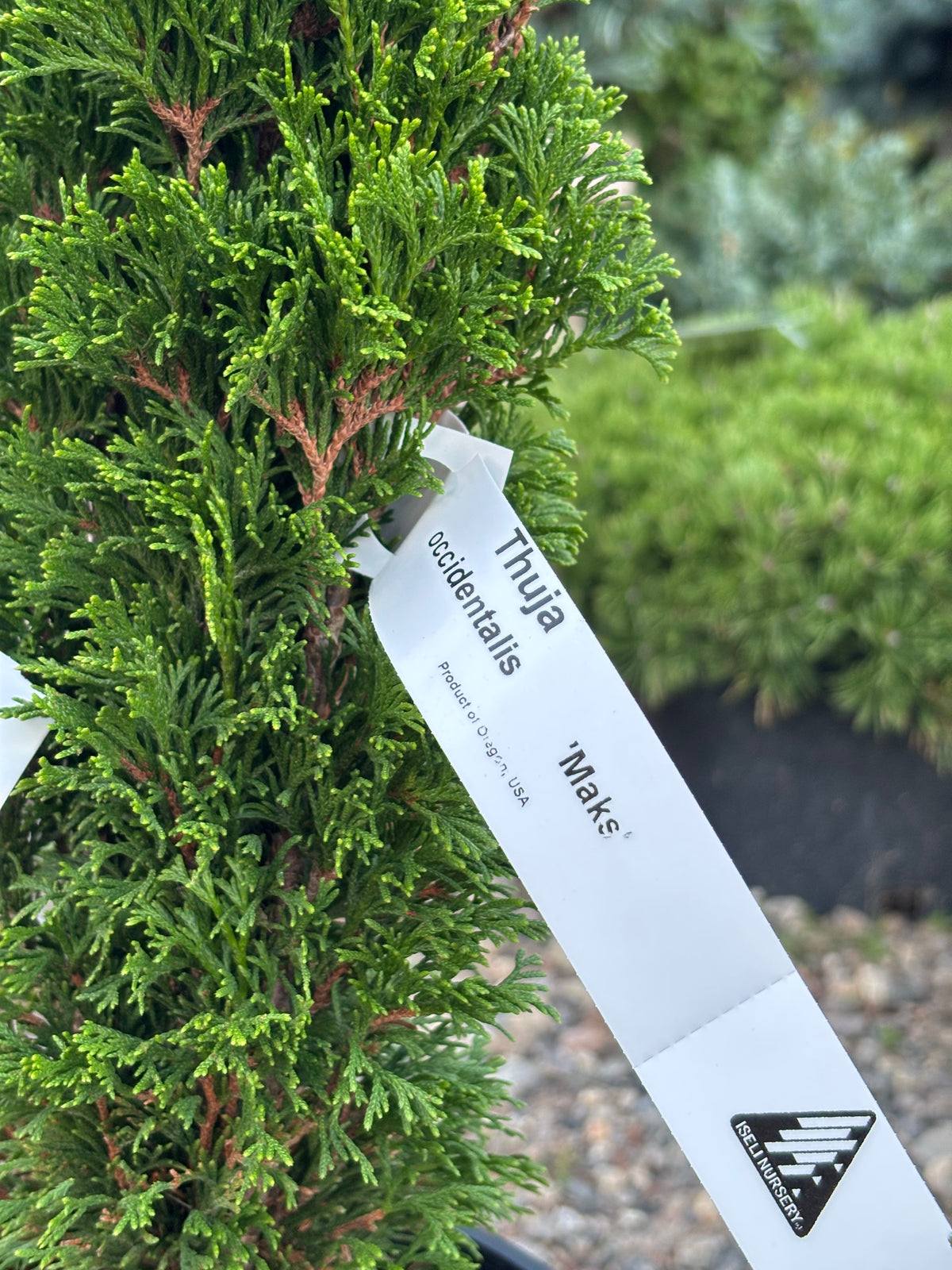 Thuja occidentalis ‘Maks’