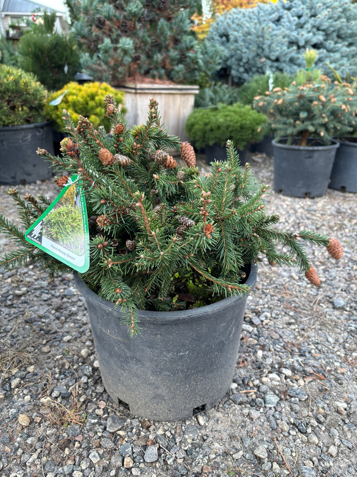 Picea abies ‘Pusch’
