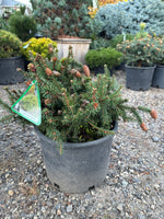 Picea abies ‘Pusch’