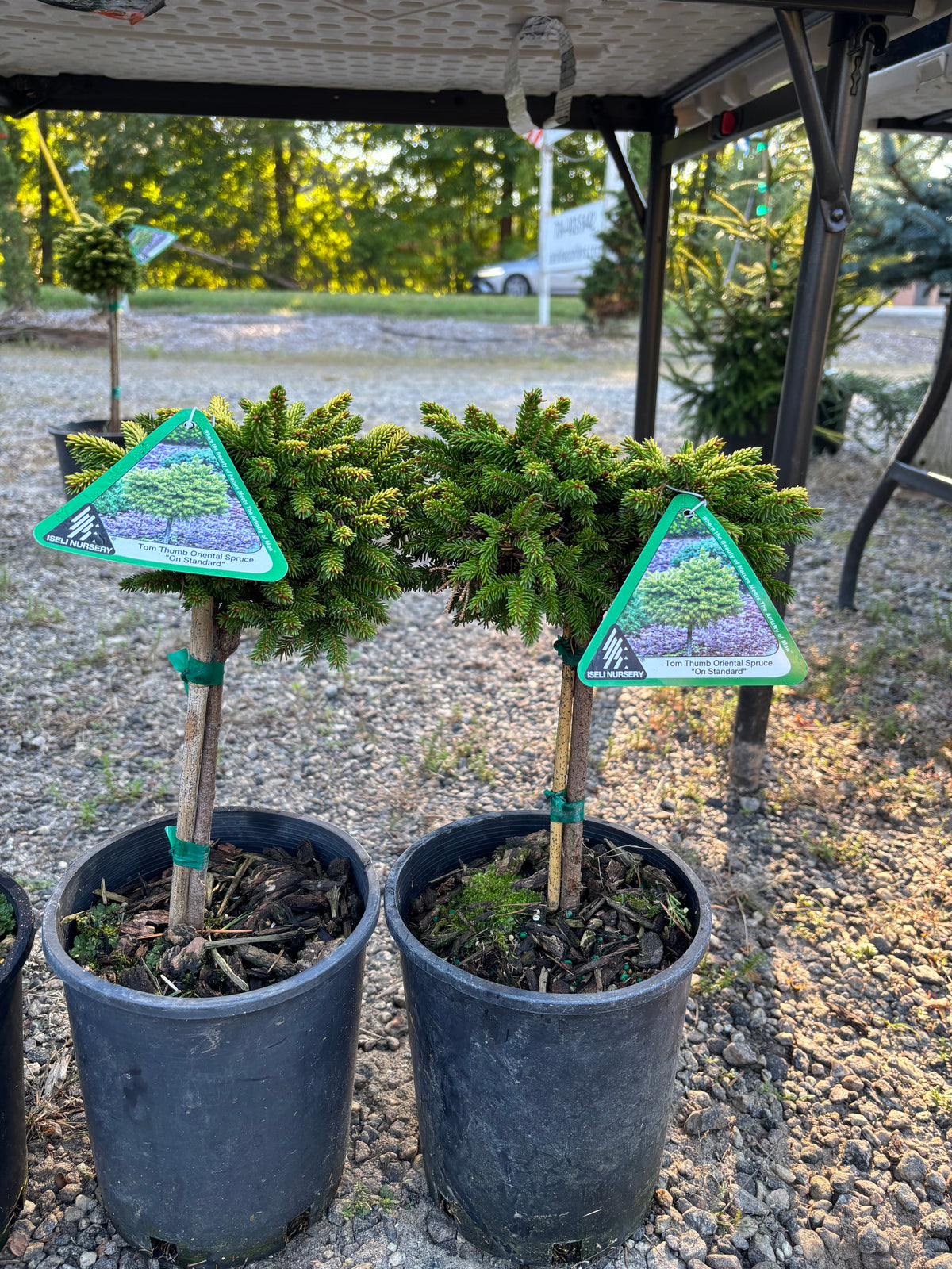 Picea orientalis ‘Tom Thumb’
