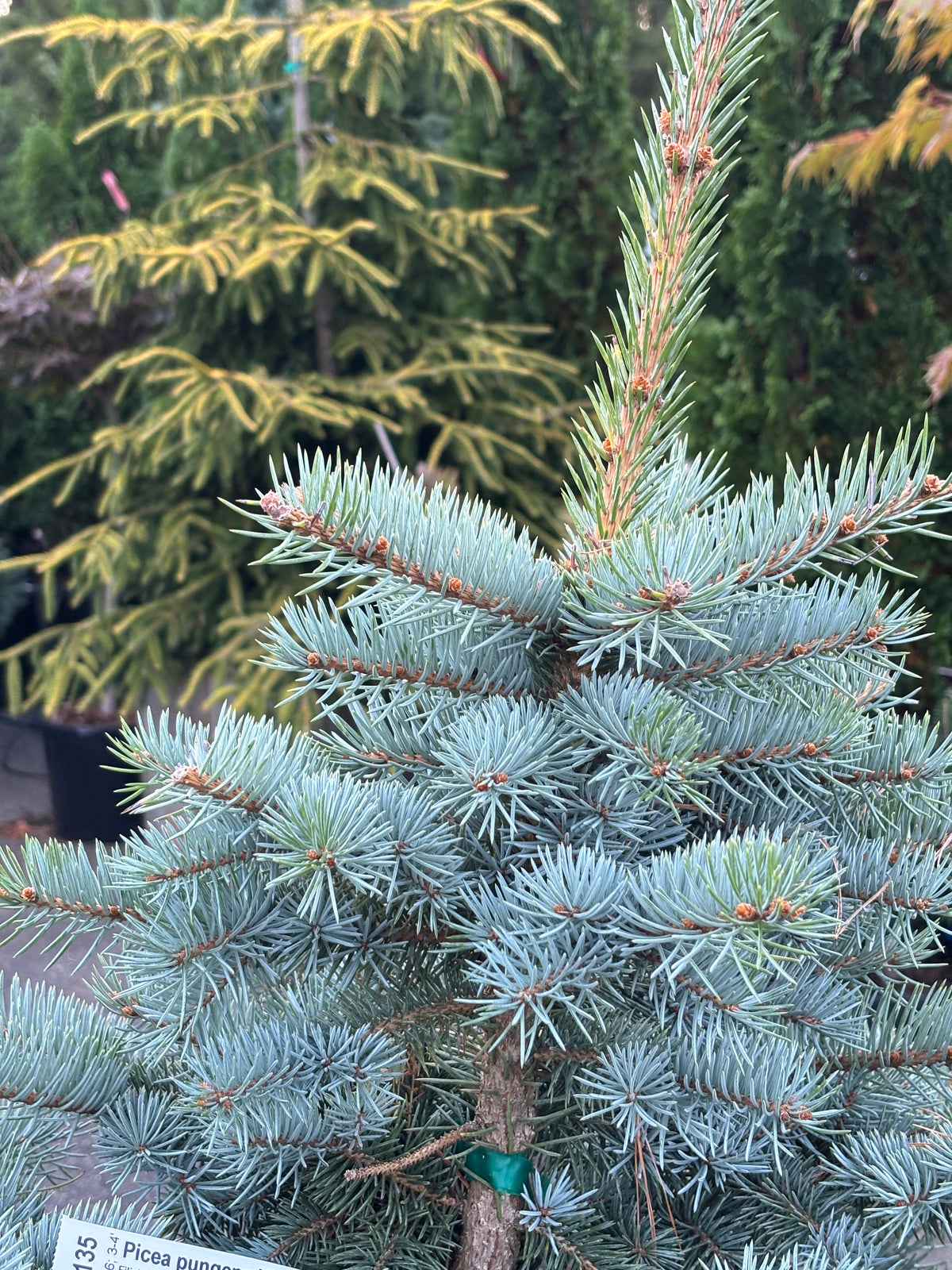 Picea pungens ‘Filip’s Blue Compact’