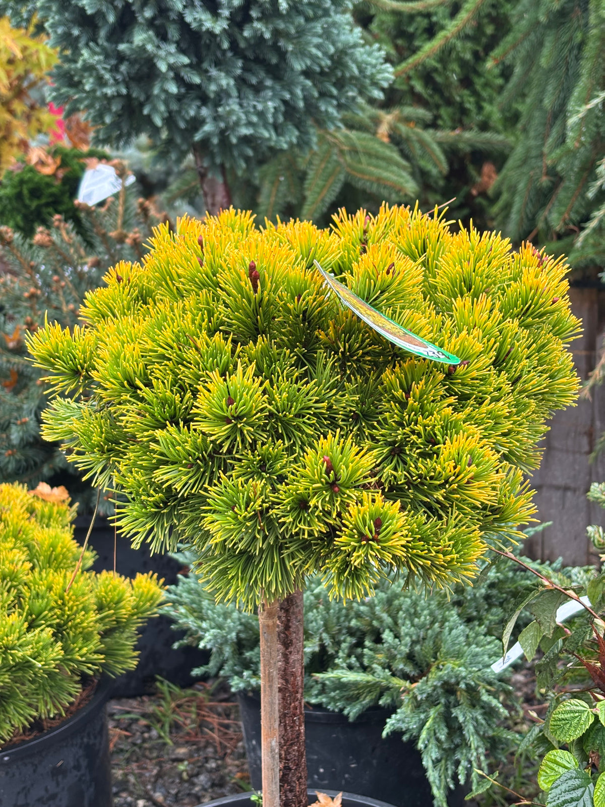 Pinus mugo ‘Laarheide’
