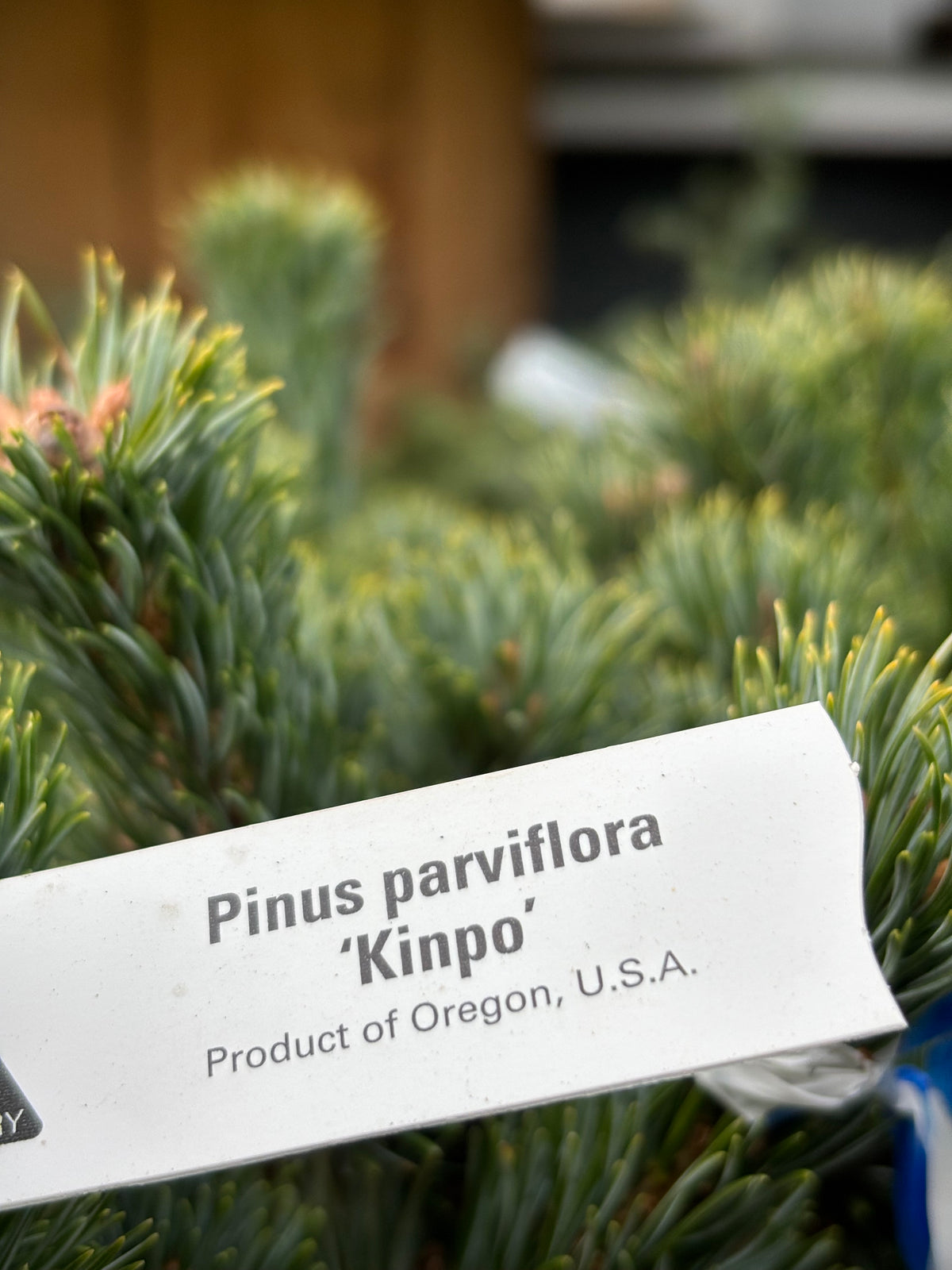 Pinus parviflora ‘Kinpo’
