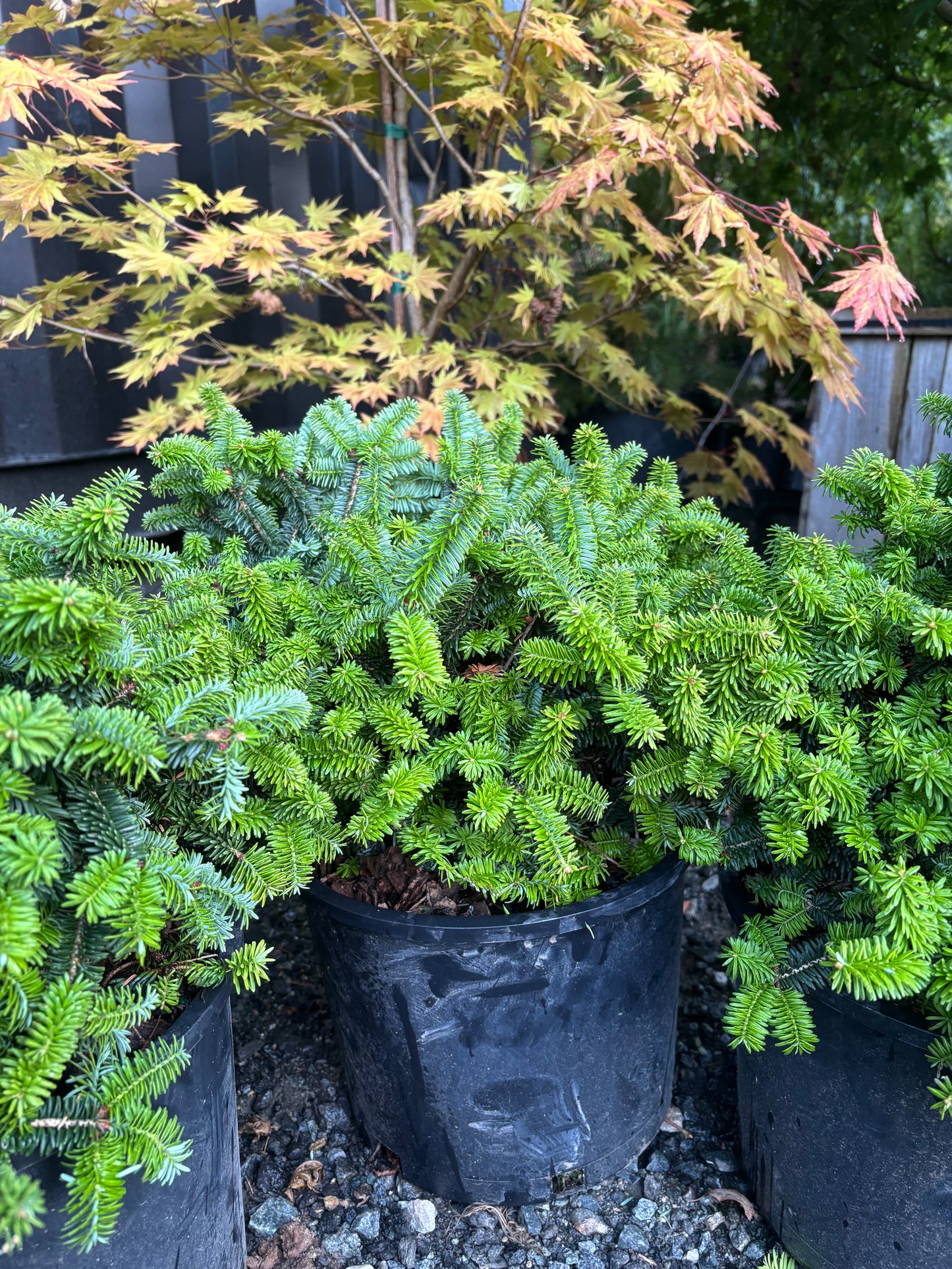 Piccolo Dwarf Balsam Fir