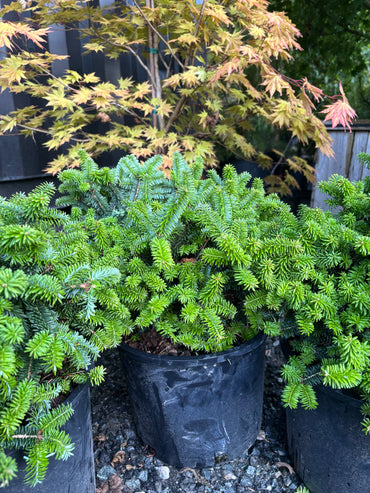Piccolo Dwarf Balsam Fir