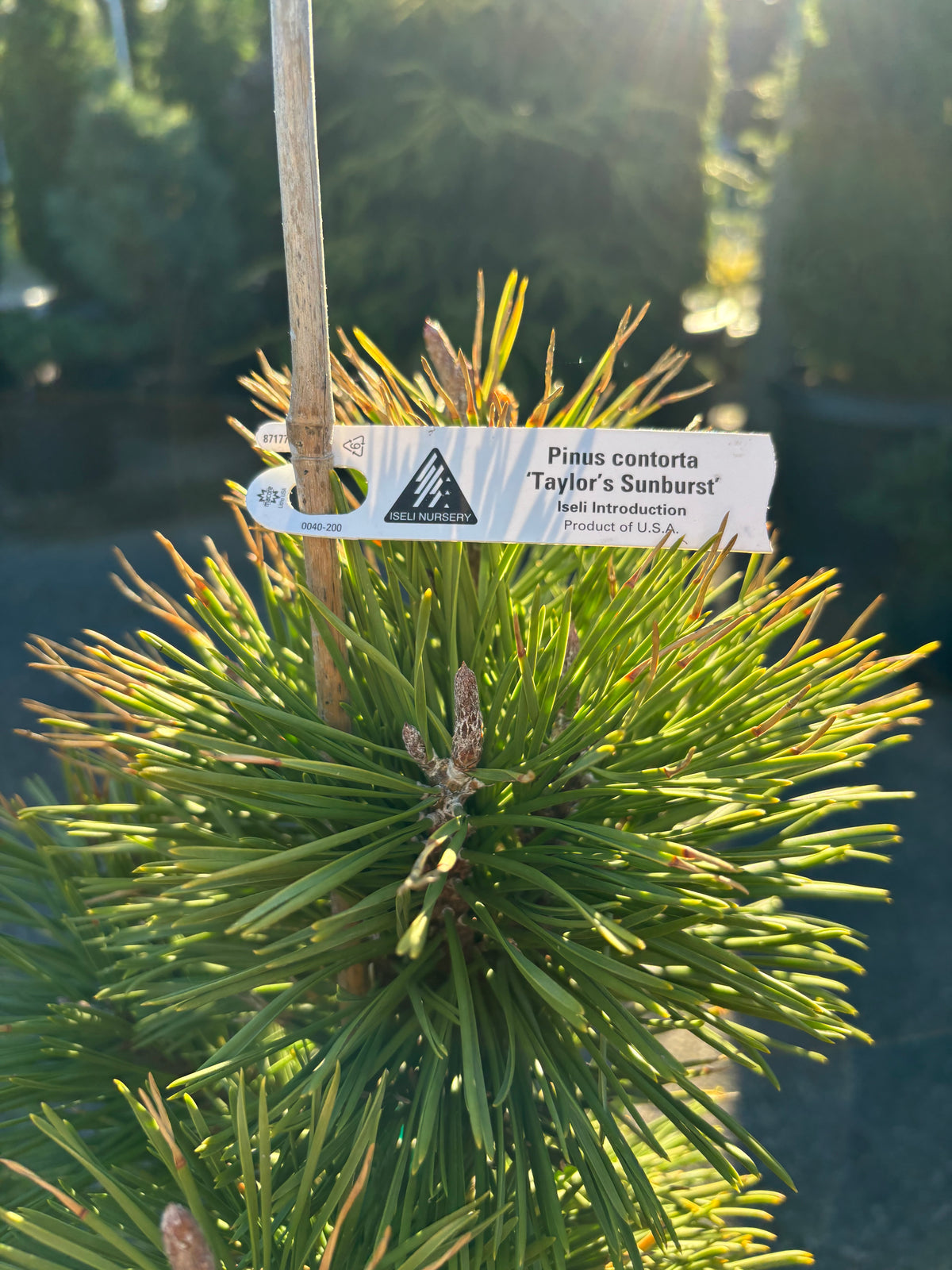 Pinus contorta ‘Taylor’s Sunburst’