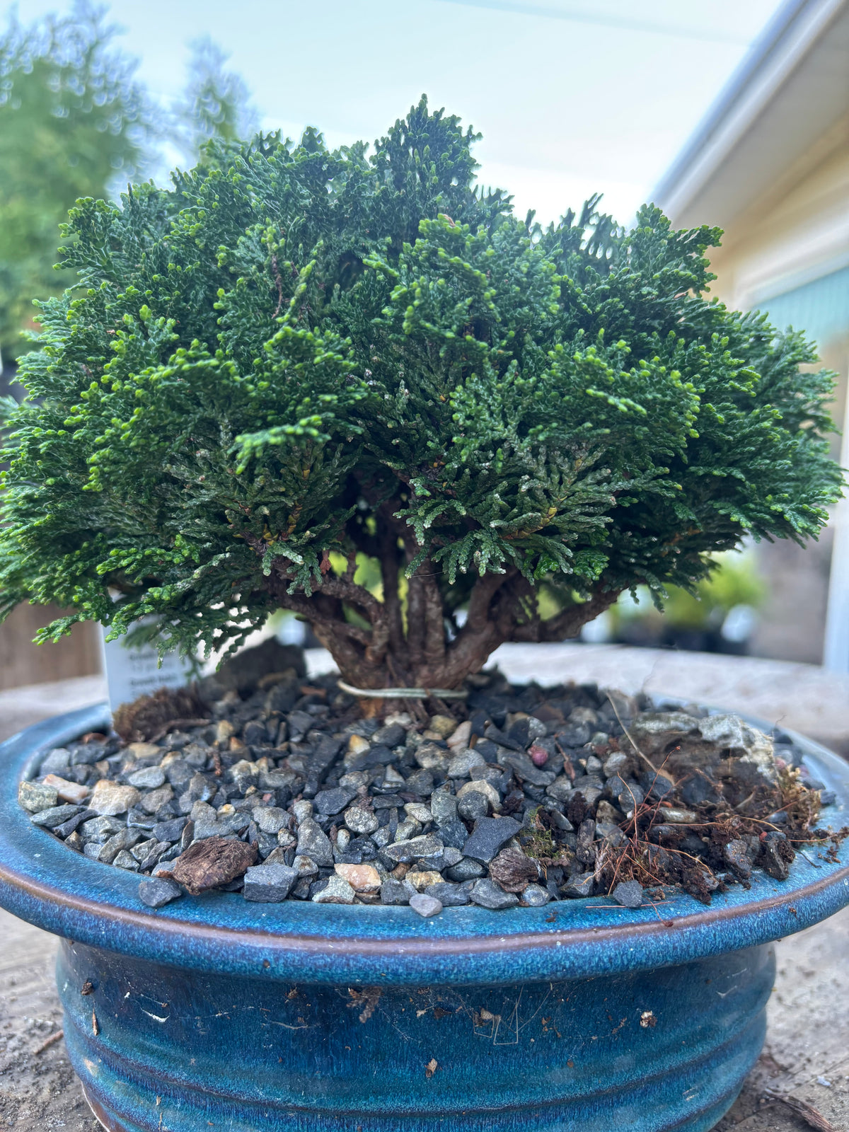 Chamaecyparis obtusa ‘Nana’ Ceramic Bonsai Starter Iseli