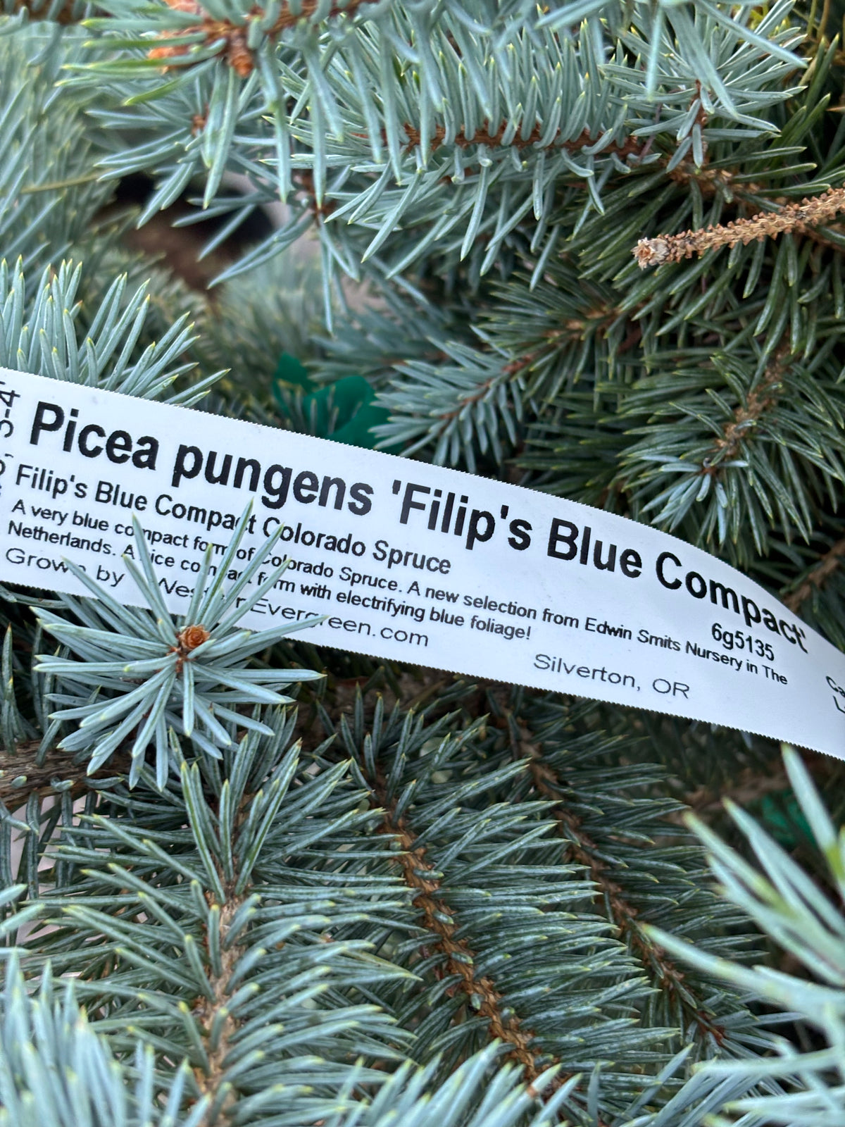 Picea pungens ‘Filip’s Blue Compact’