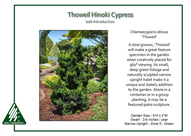 Chamaecyparis obtusa ‘Thoweil’