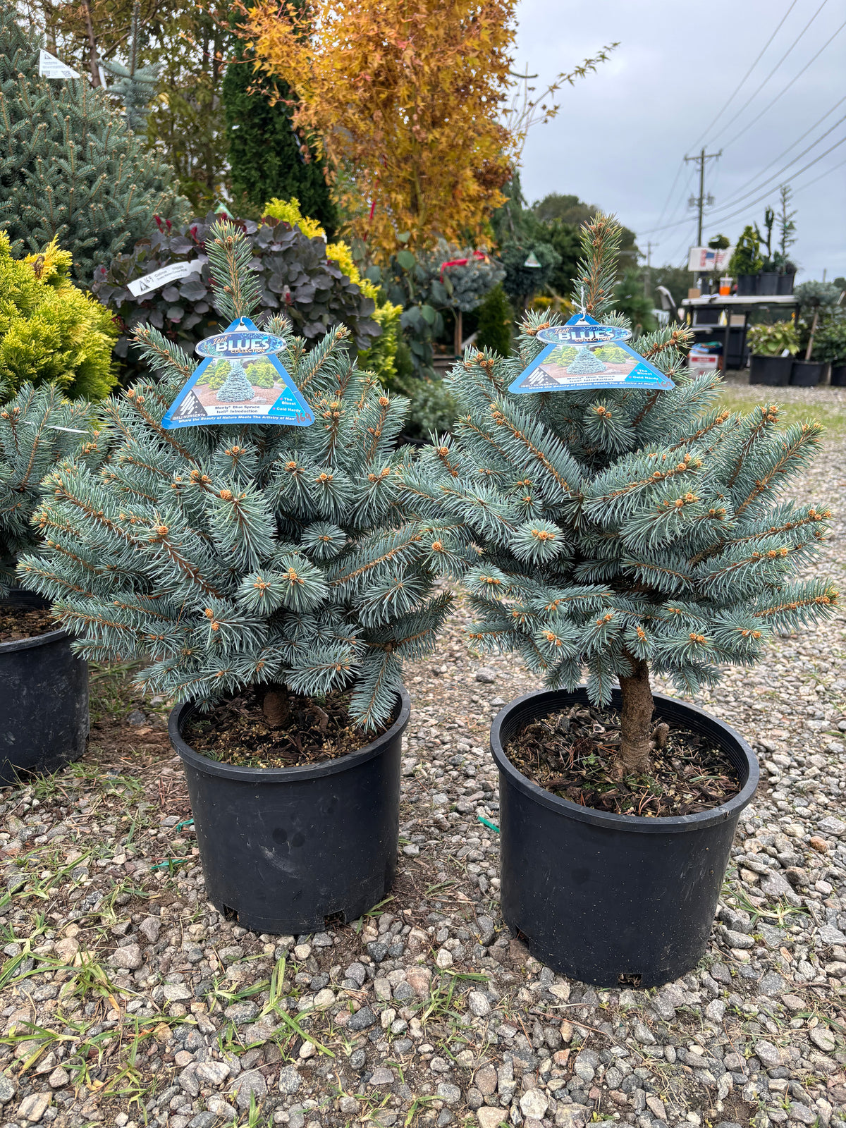 Picea pungens ‘Monty’ Colorado Blue Spruce