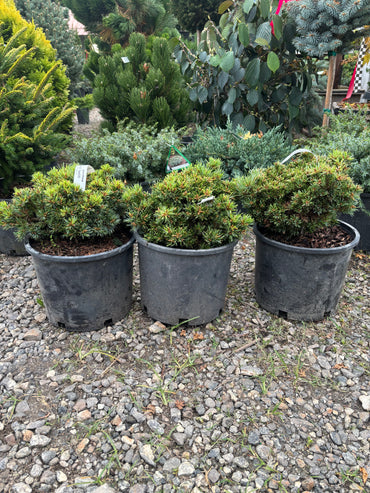 Pinus parviflora ‘Chibikko’