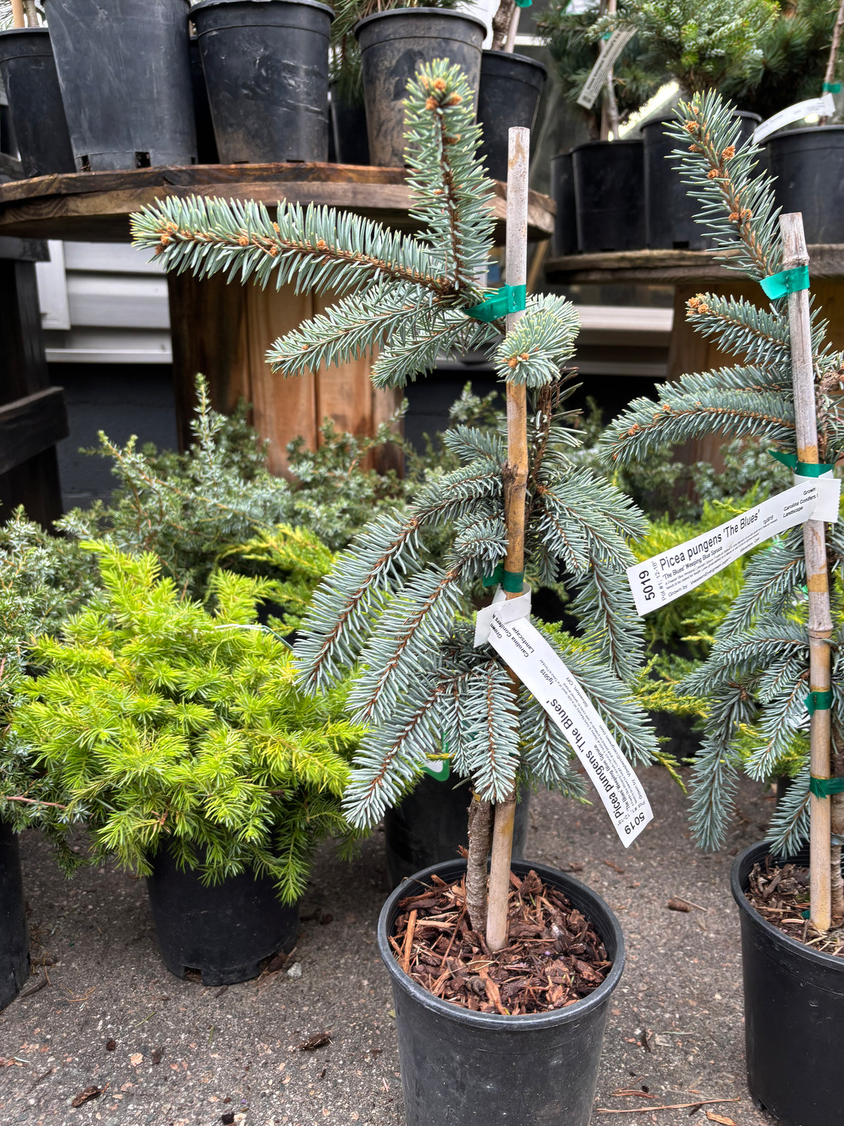 Picea pungens ‘The Blues’