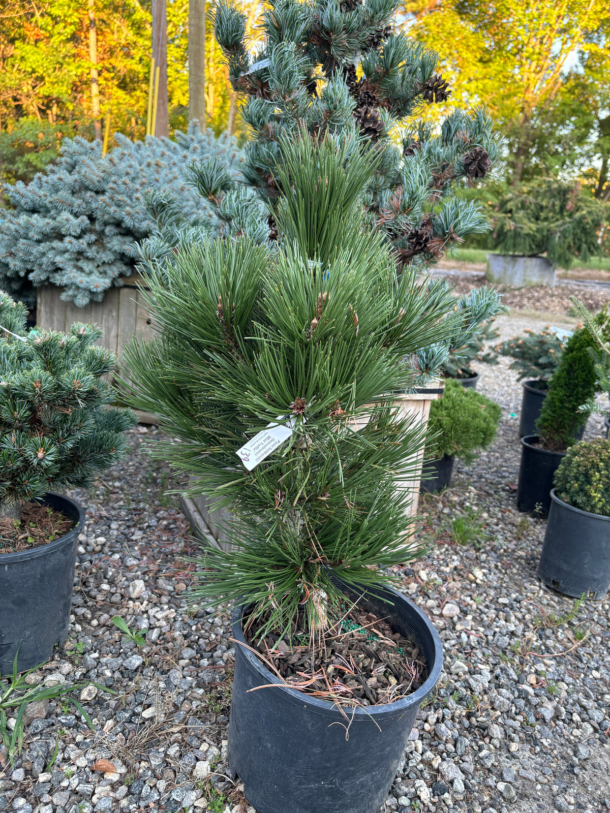 Pinus heldreichii (leucodermis) ‘Mint Truffle’