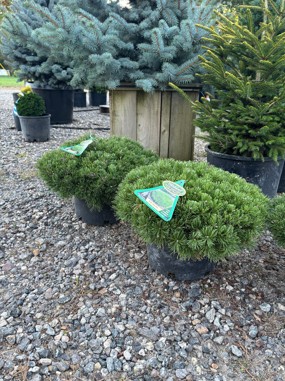 Pinus mugo Pesto®