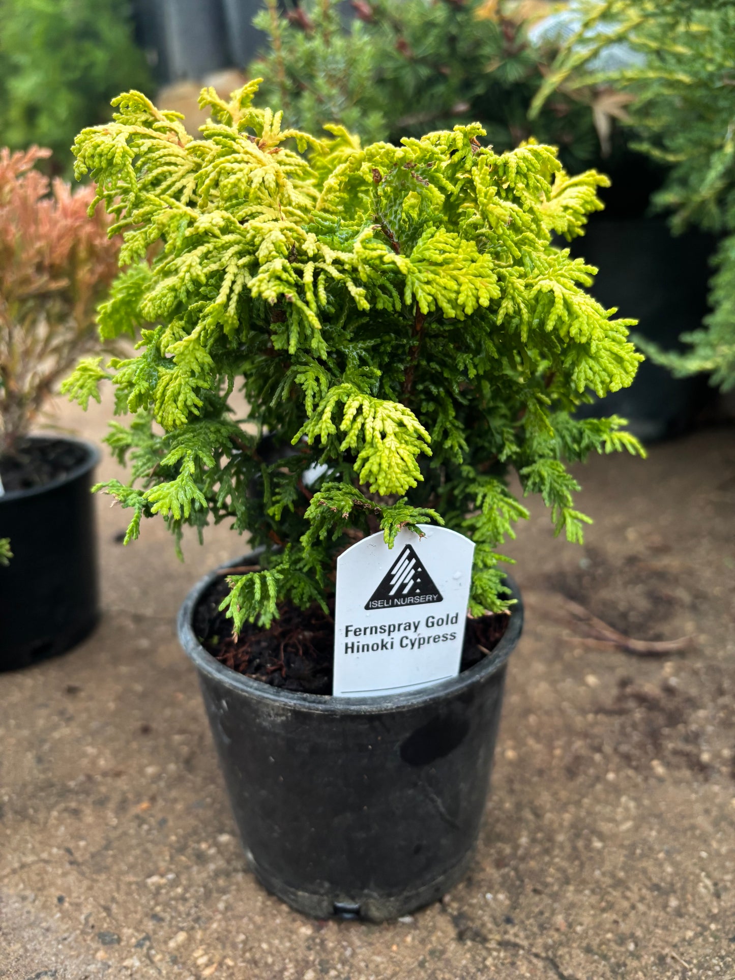 Fanciful Gardens Ultimate Conifer Color Package