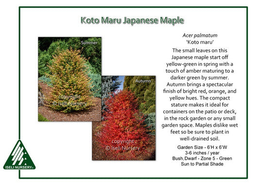 Acer palmatum 'Koto maru'