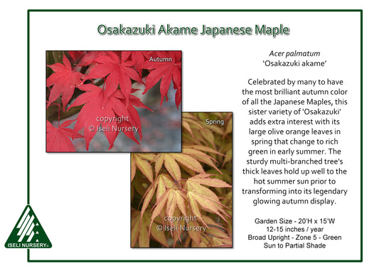 Acer palmatum 'Osakazuki akame'