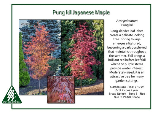 Acer palmatum ‘Pung kil’