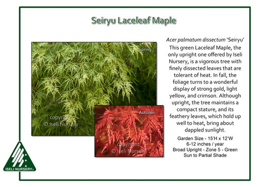 Acer palmatum dissectum 'Seiryu'