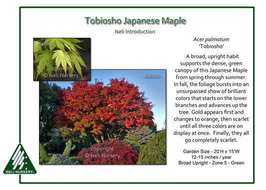 Acer palmatum 'Tobiosho'