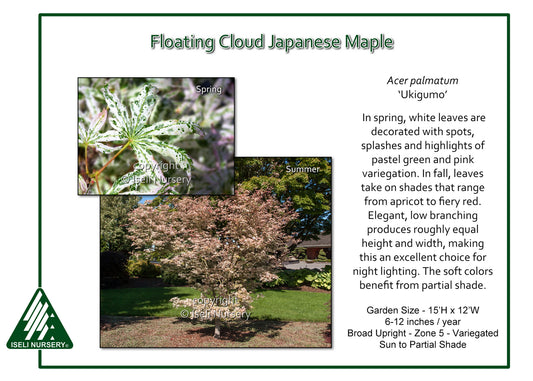 Acer Palmatum 'Ukigumo'