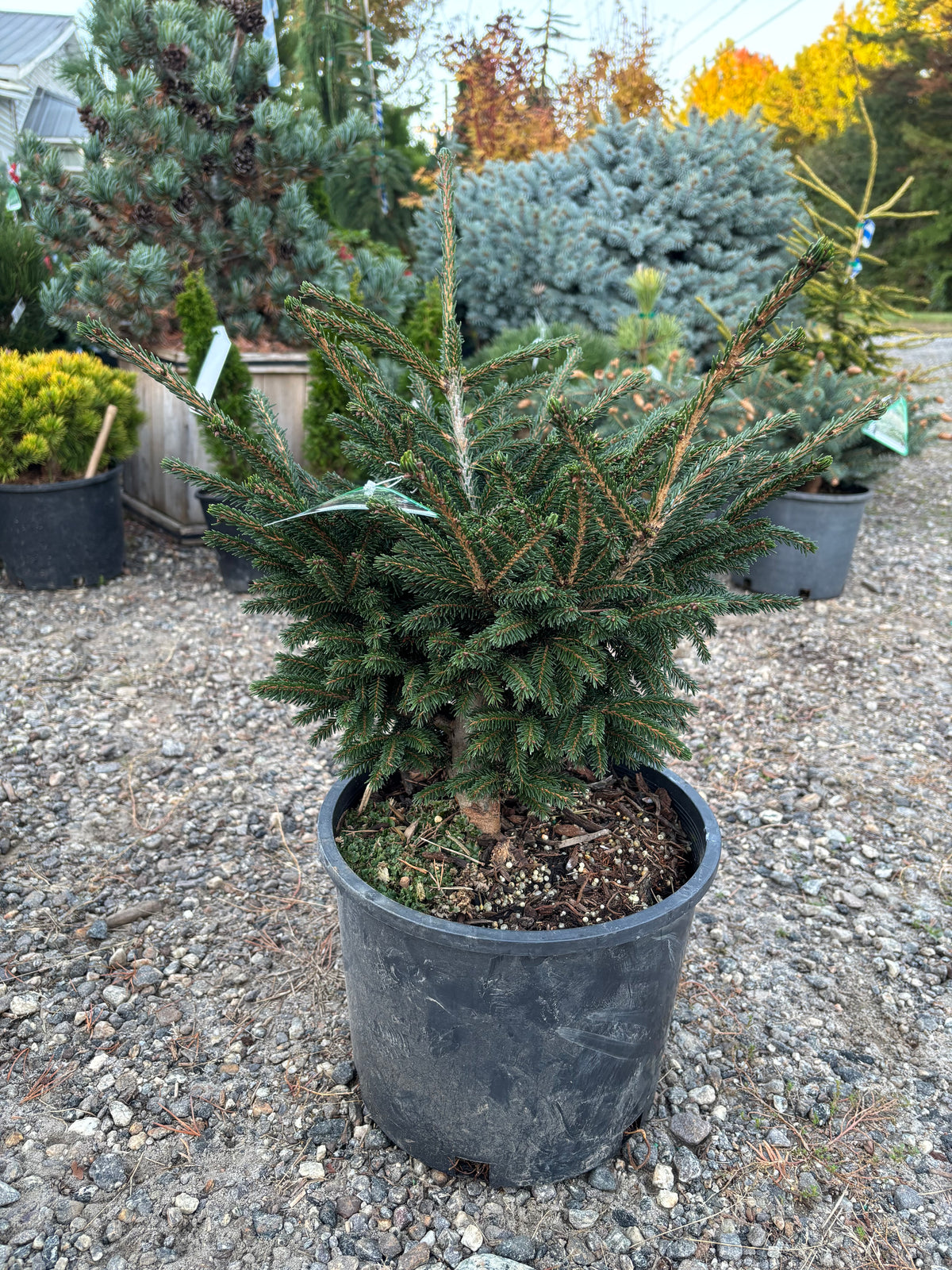 Picea orientalis ‘Shadow Broom’