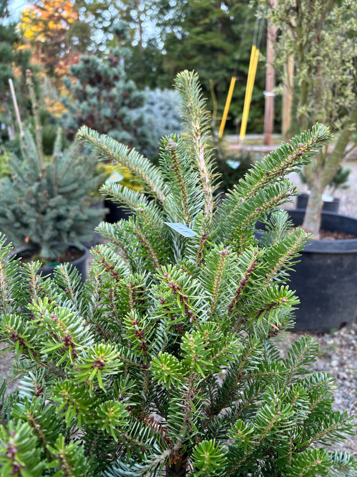 Abies Koreana ‘Golden Glow’