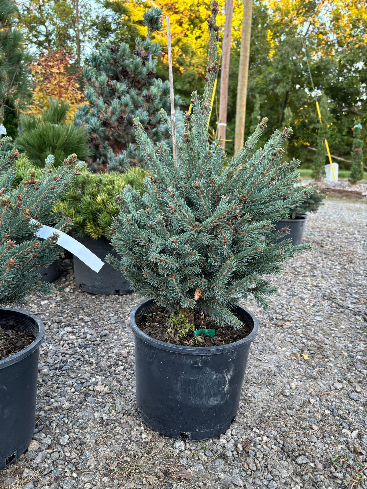 Blue Teardrop White Spruce