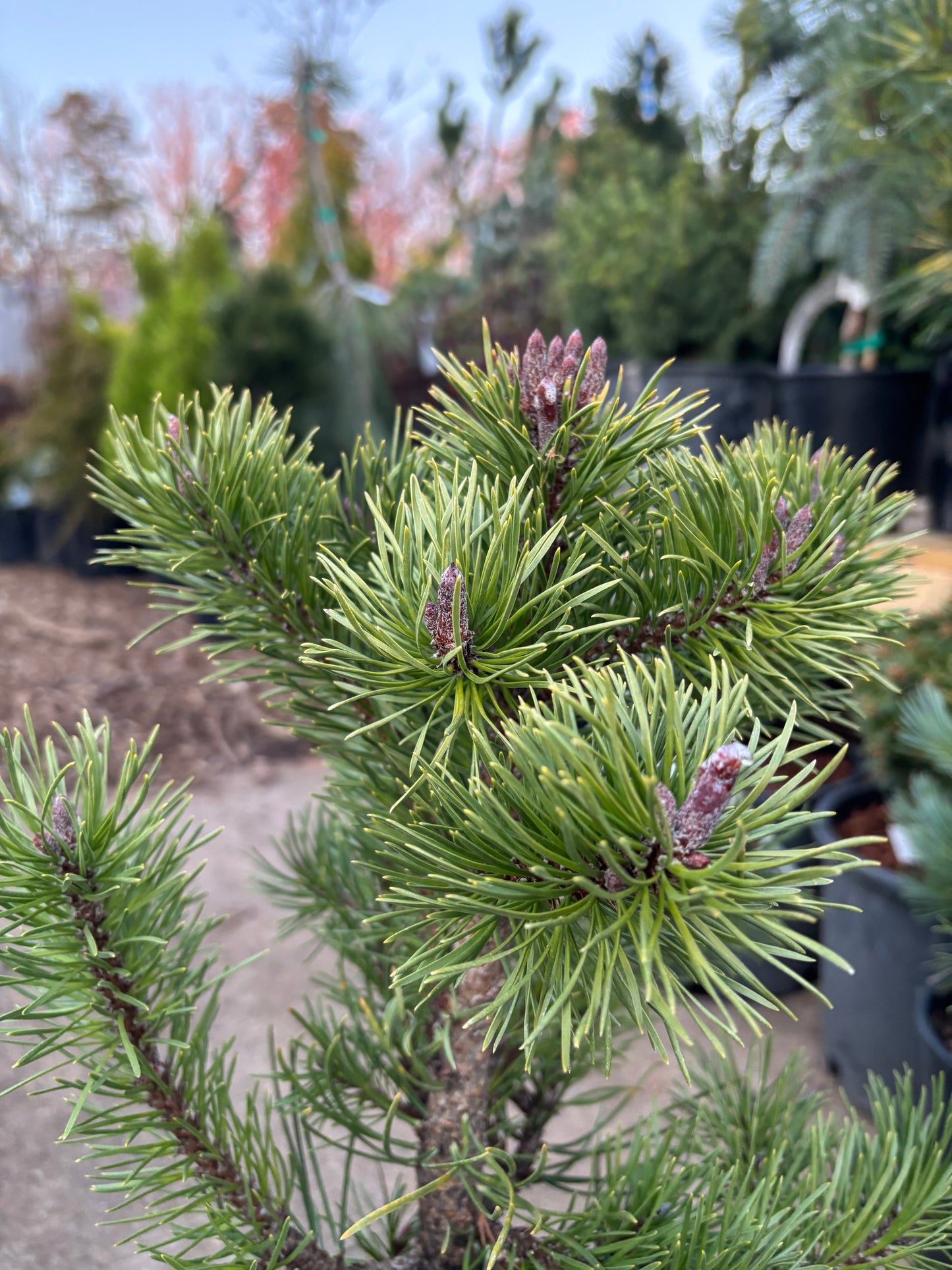 Pinus contorta var. latifolia ‘Willow Creek’