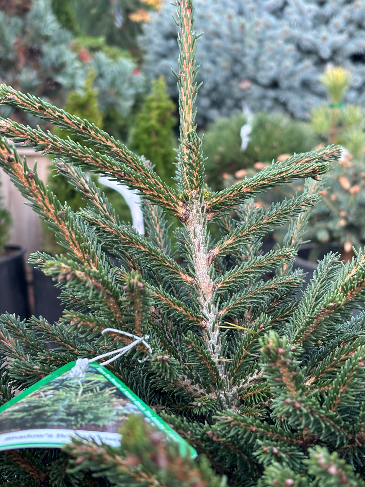 Picea orientalis ‘Shadow Broom’