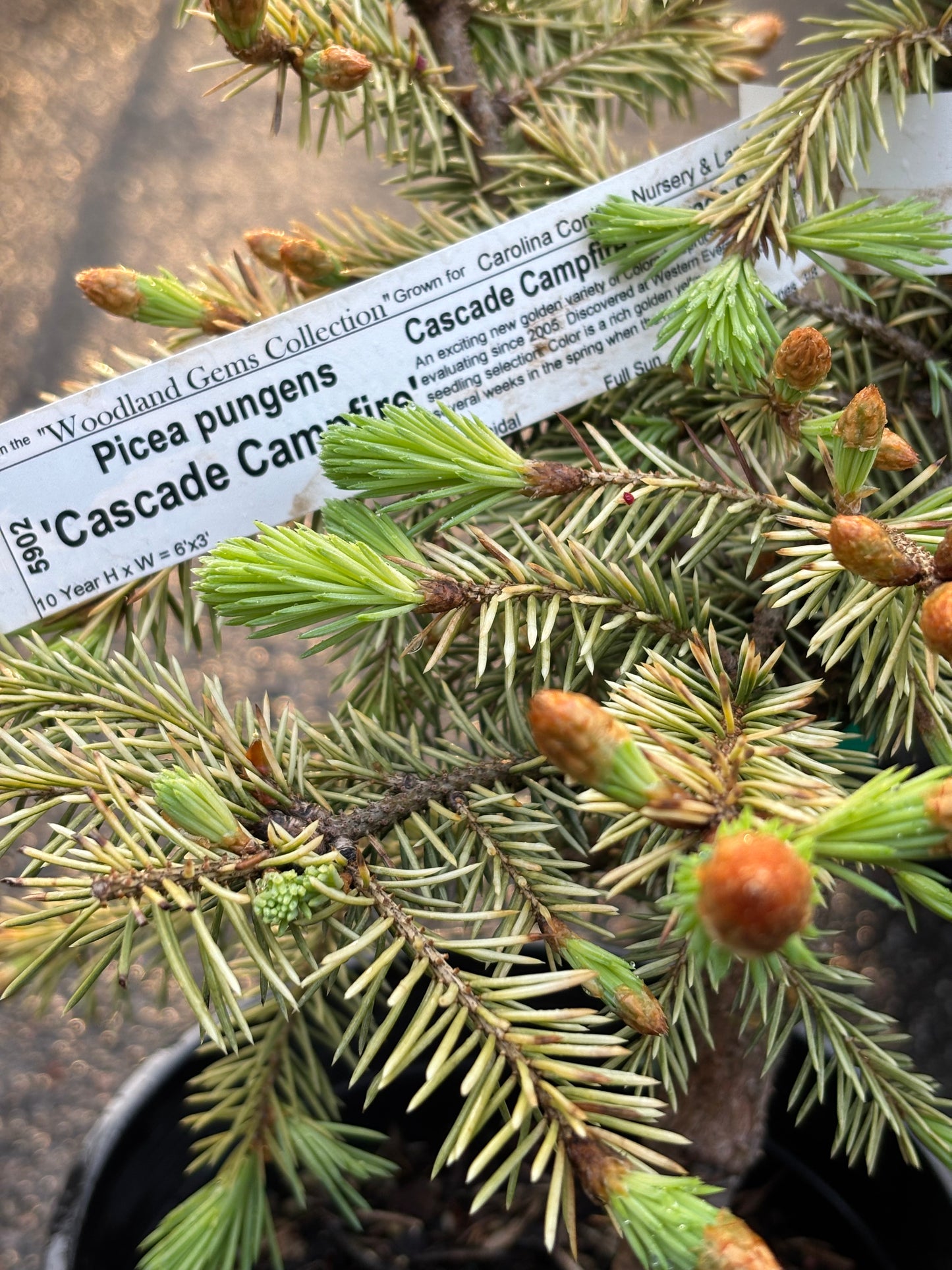 Picea pungens ‘Cascade Campfire’