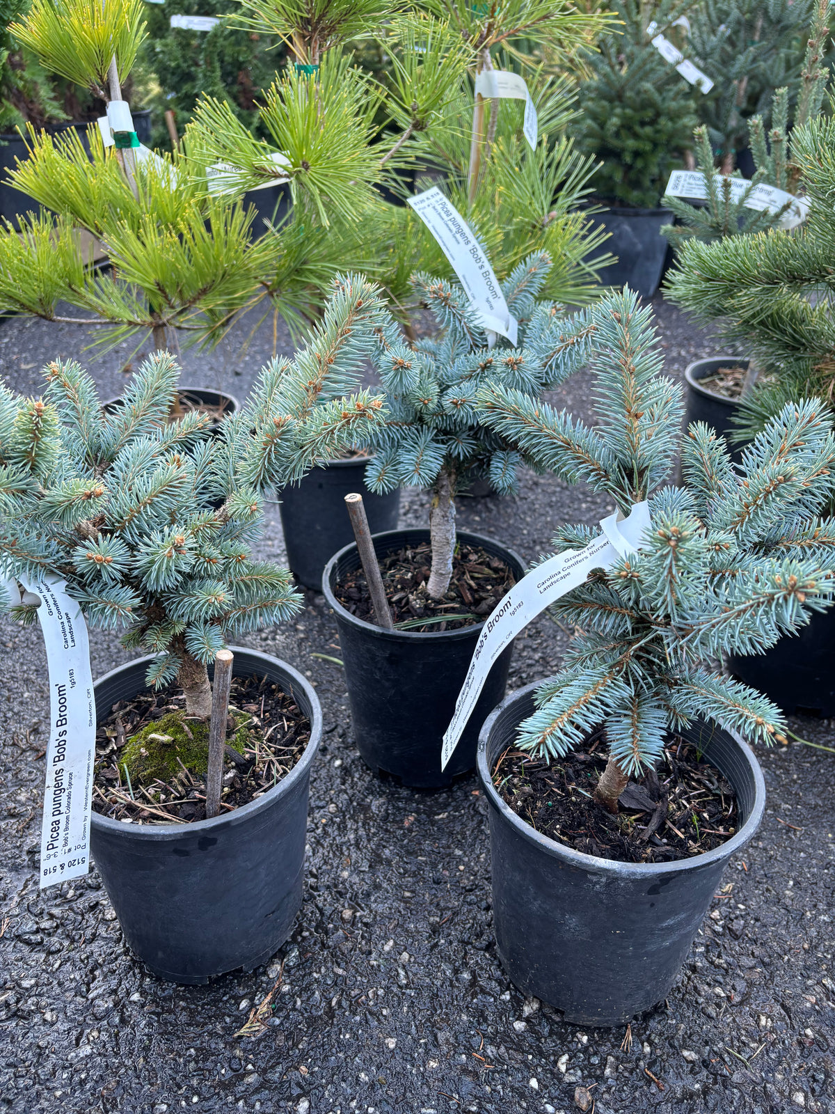 Picea pungens ‘Bob’s Broom’