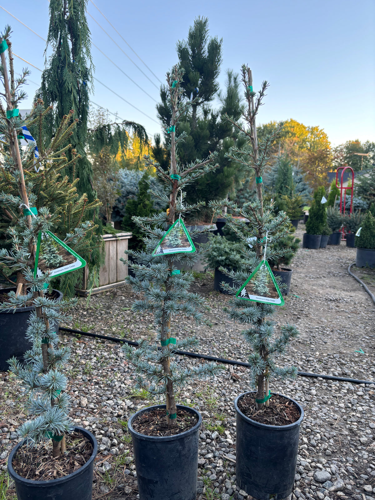Horstmann Atlas Cedar