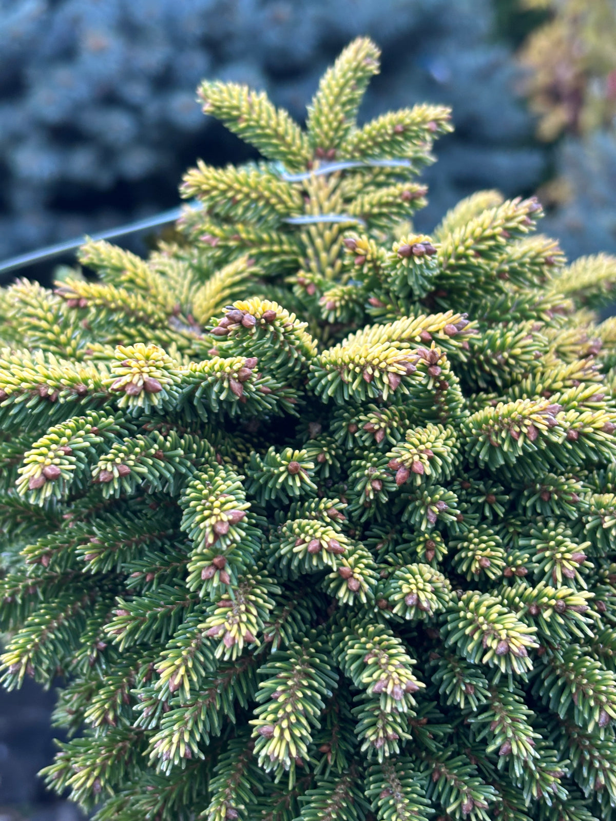 Picea orientalis ‘Tom Thumb’