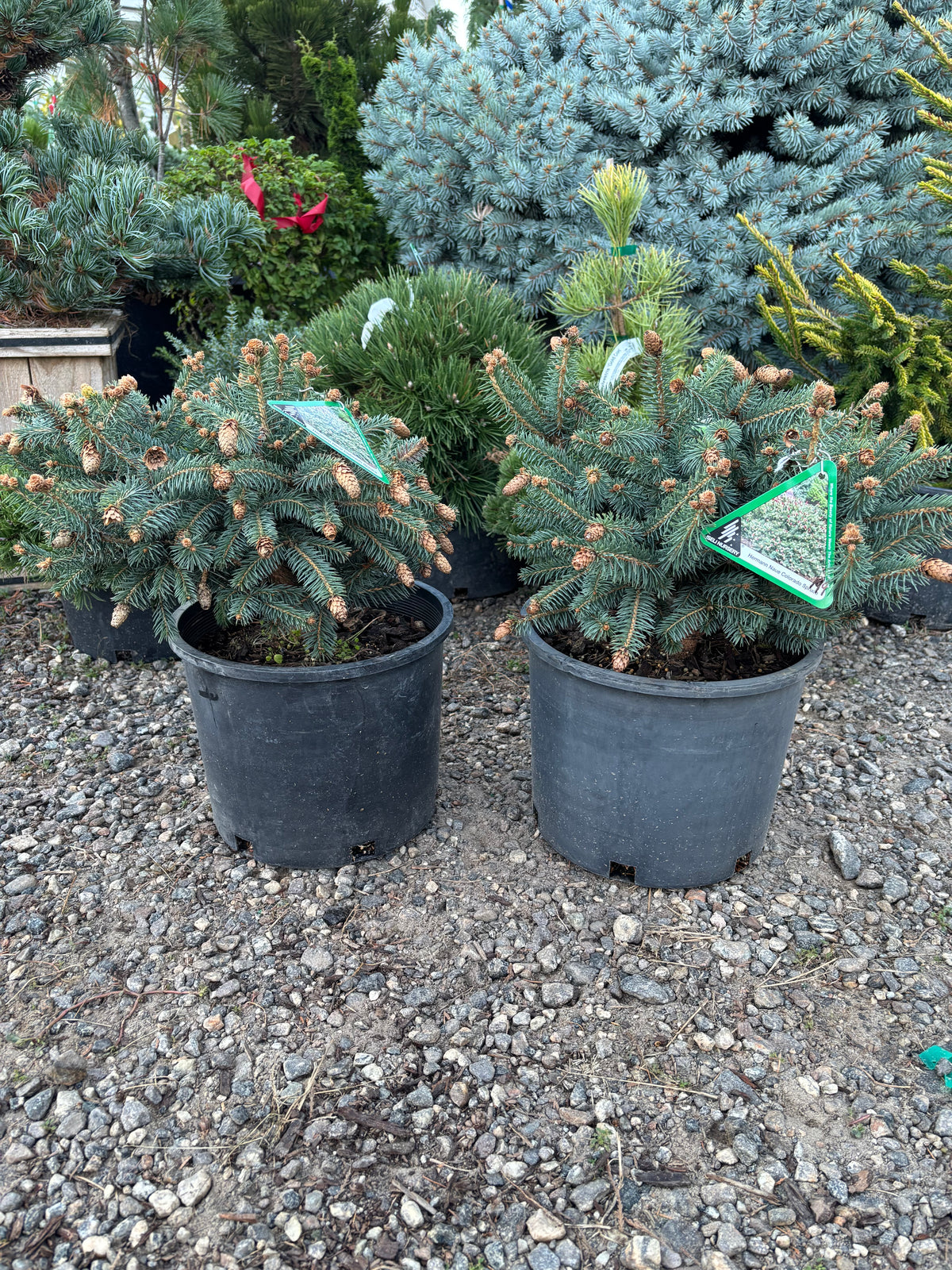 Picea pungens ‘Hermann Naue’ Red Coned Colorado Blue Spruce