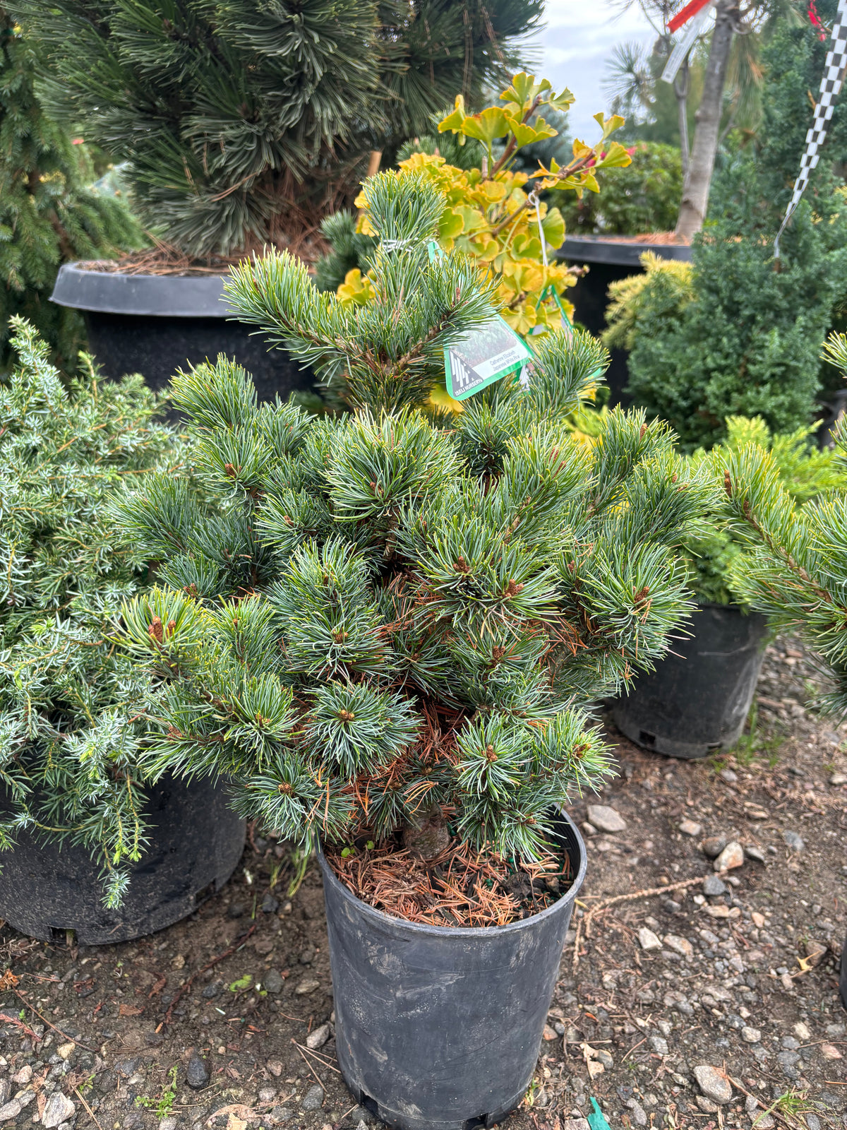 Pinus parviflora ‘Catherine Elizabeth’