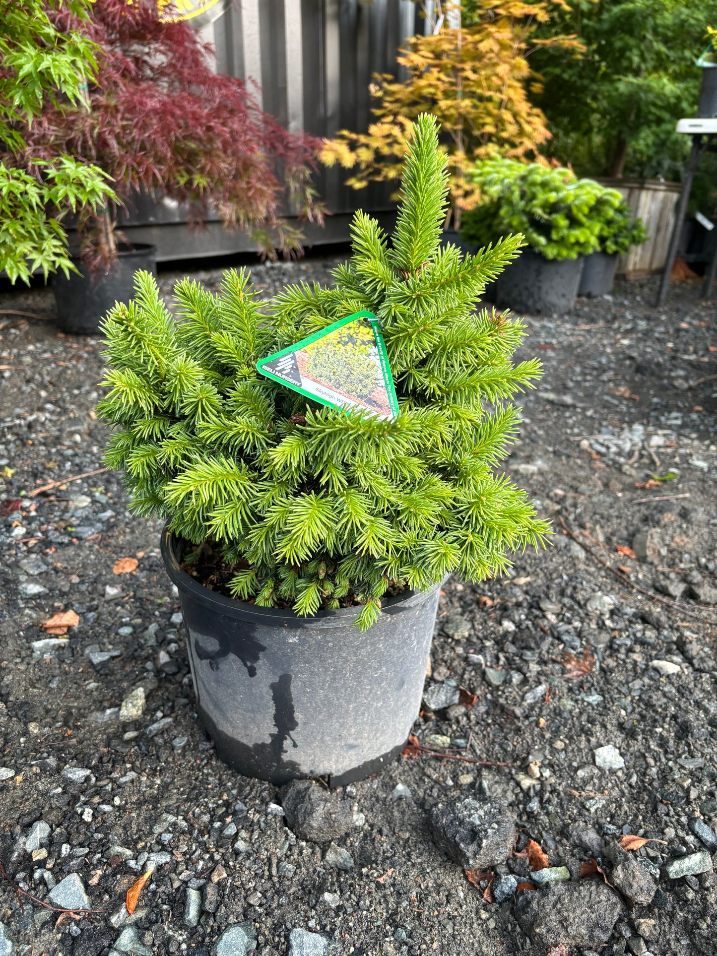 Picea abies ‘Skyhigh WB’