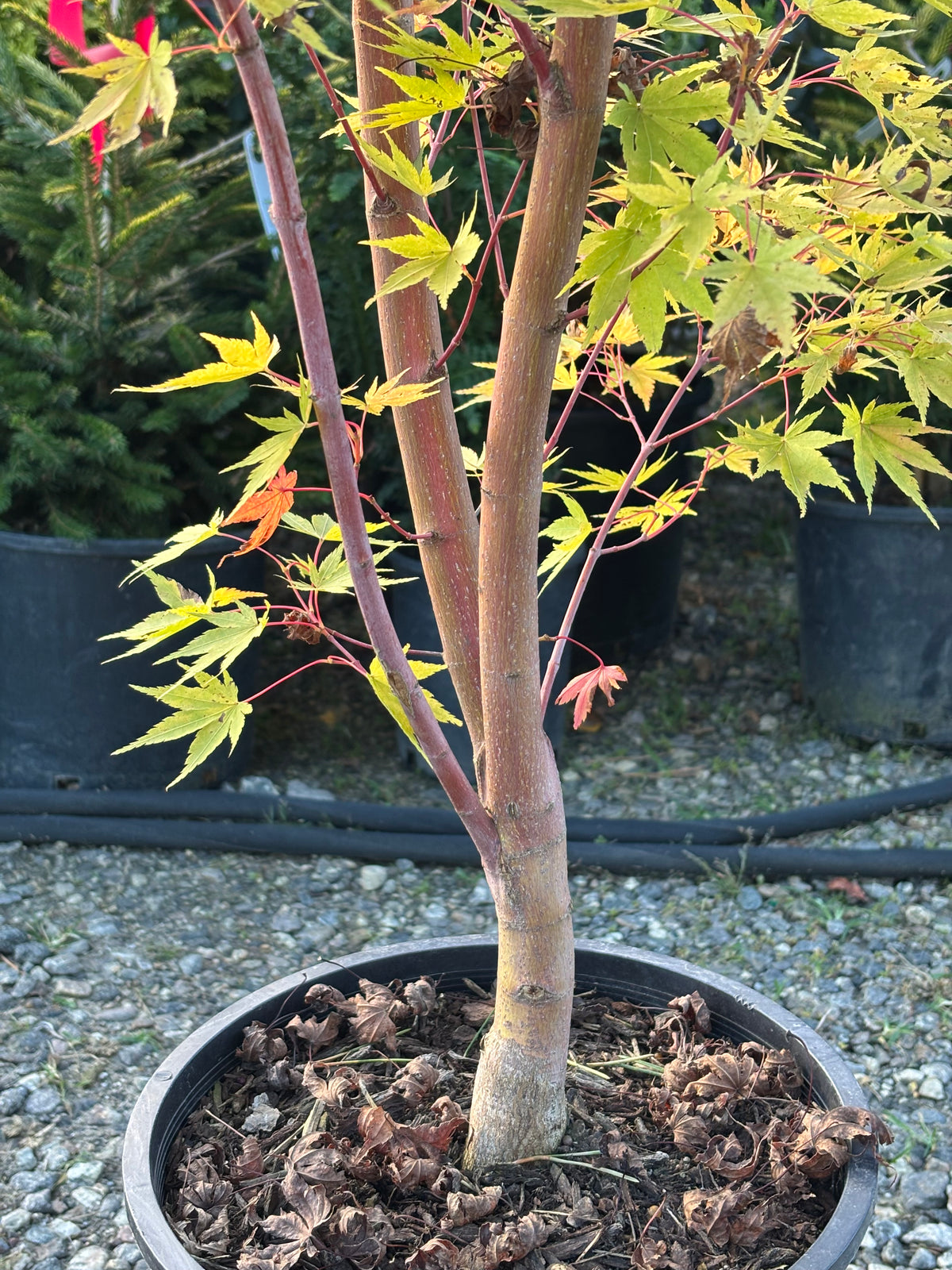 Acer palmatum 'Sango kaku'