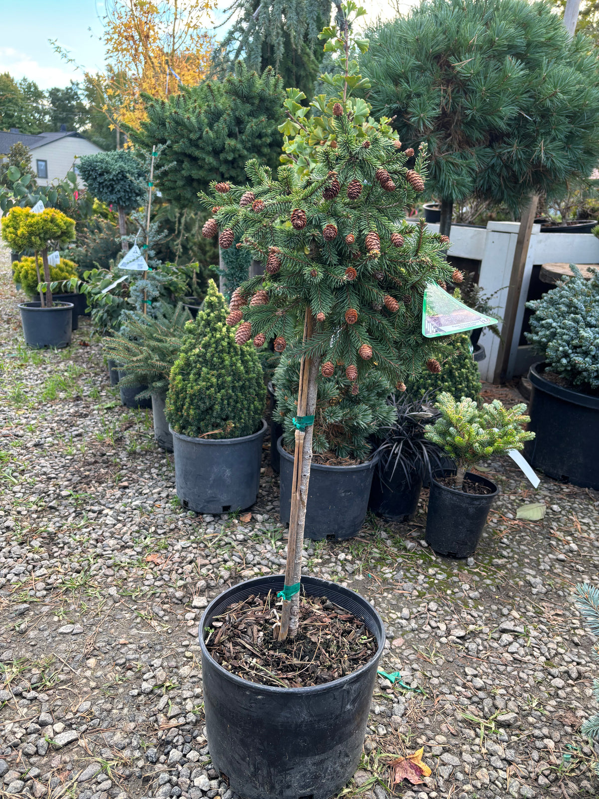 Picea abies ‘Pusch’