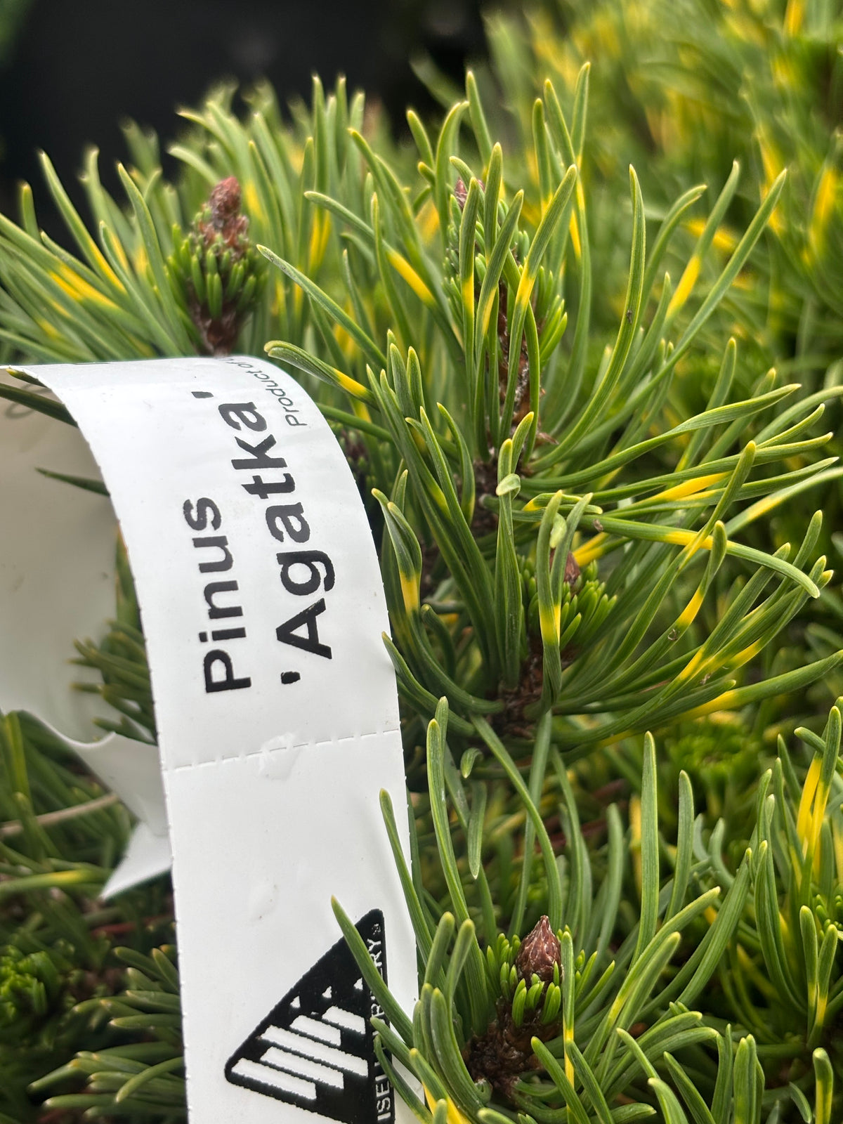 Pinus mugo ‘Agatka’