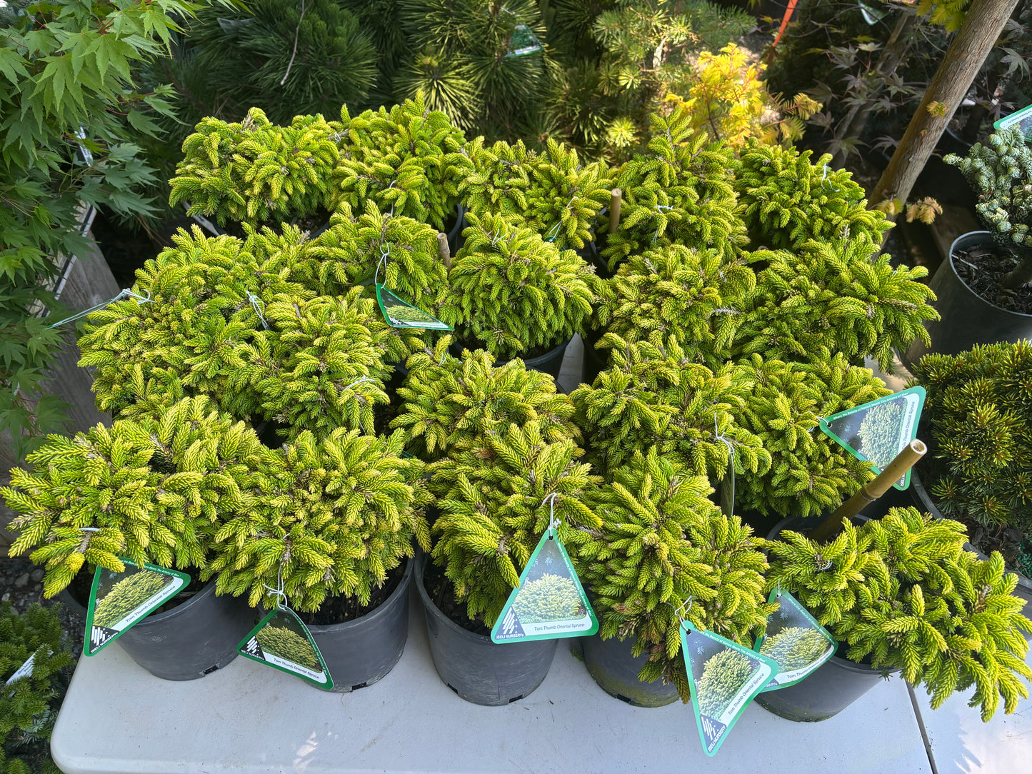Picea orientalis ‘Tom Thumb’
