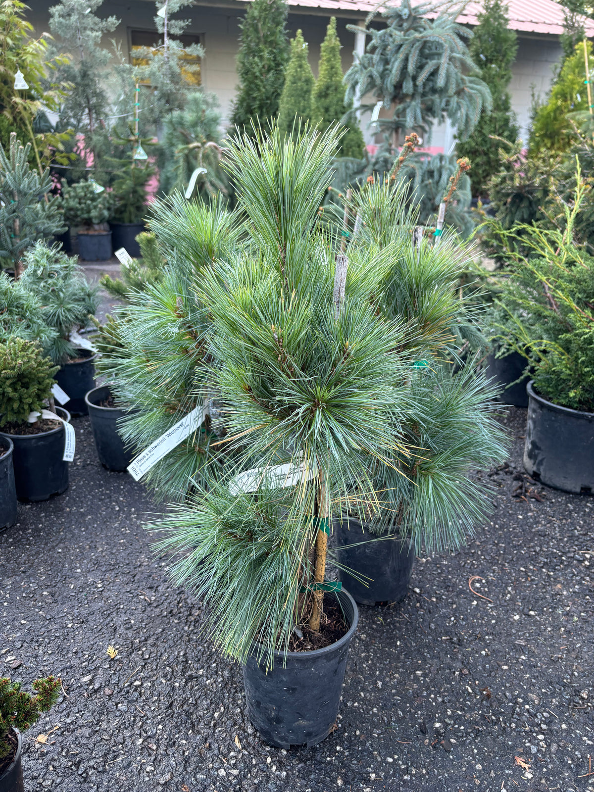 Pinus x schwerinii ‘Wiethorst’